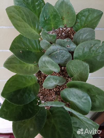 Листья фиалки белый