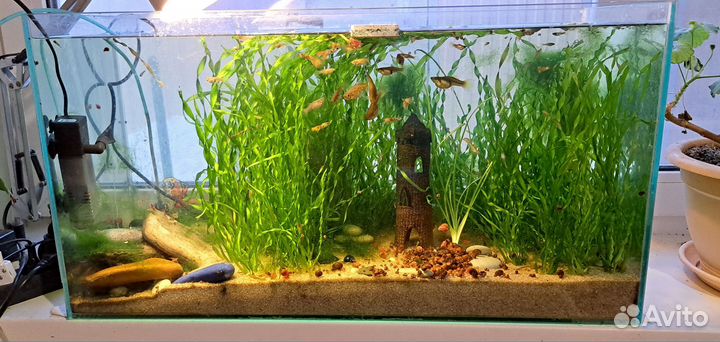 Аквариум с рыбками