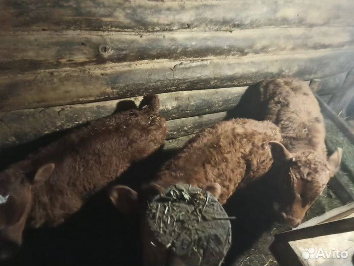 Корова дойная с теленком (можно без)