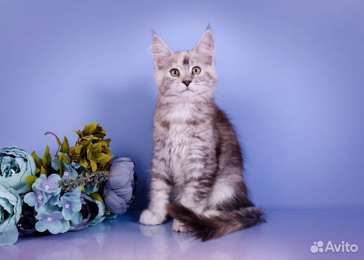 Котята мейн-кун