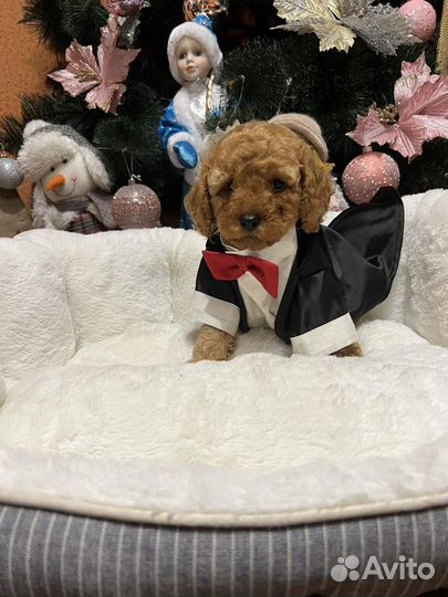 Джентльмен мальтипу