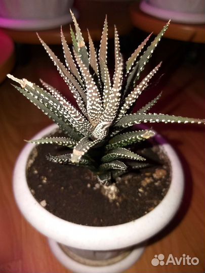 Суккуленты