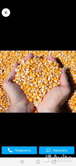 Кукуруза
