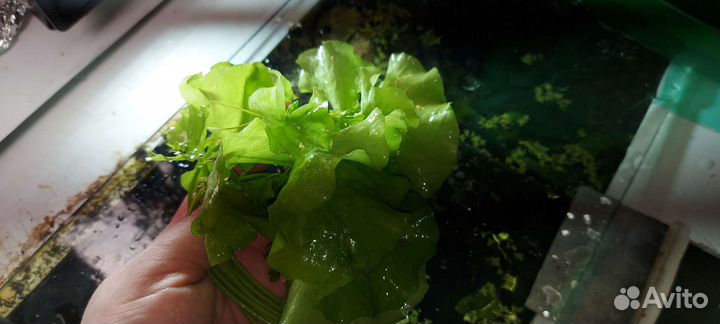 Аквариумные растения