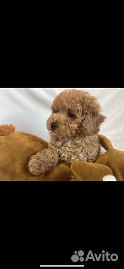 Карликовый пудель