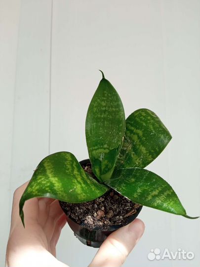 Суккуленты