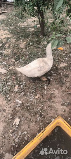 Утка стар 53