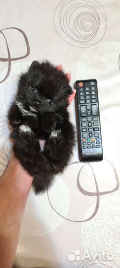 Мини померанский шпиц