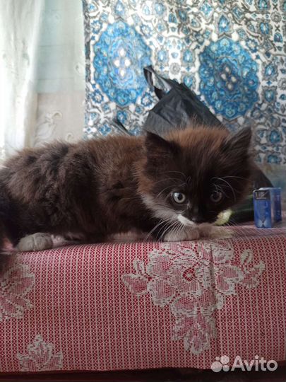 Пушистый котёнок