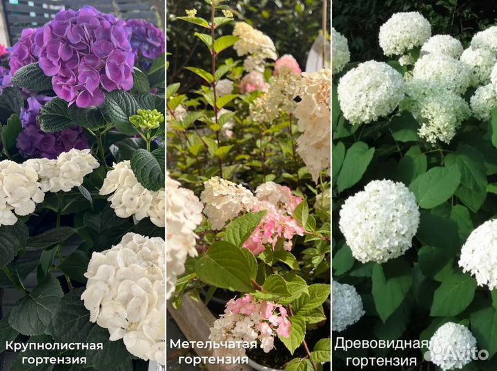 Гортензии древовидные, метельчатые, крупнолистные