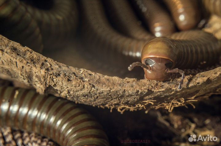 Передержка домашних животных