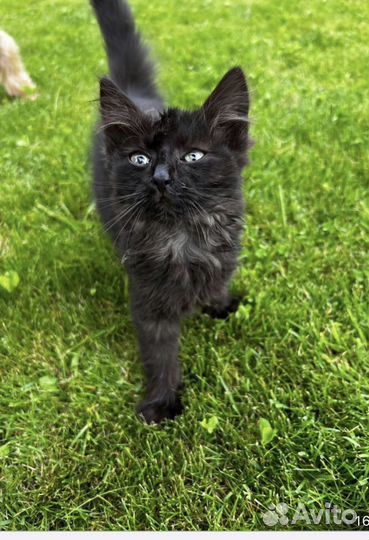 Котенок/ кошка/2 месяца. бесплатно