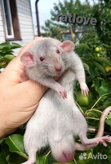 Крысята мальчики