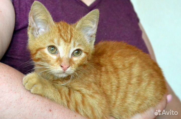 Рыжий котенок пухляшик ищет дом в дар