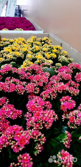 Каланхоэ цветущий