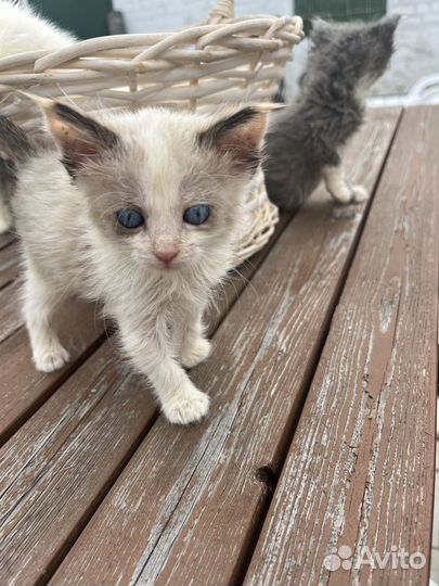 Котенок с ярко голубыми глазами ищет дом