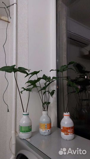 Сингониум ножколистный