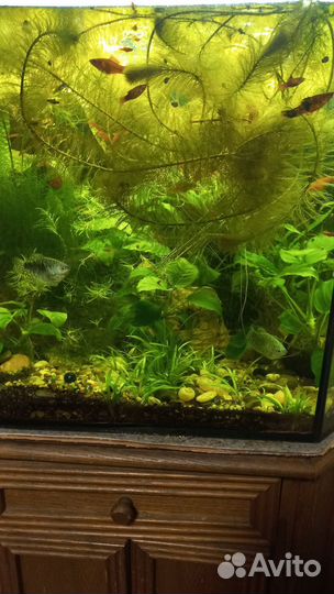 Перистолистник рорайма, анубиус 2 кустика