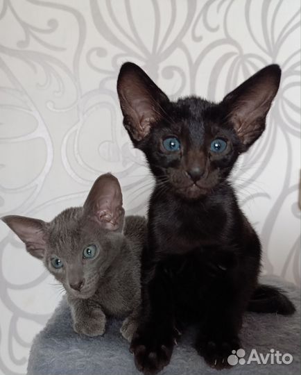 Ориентальная котята