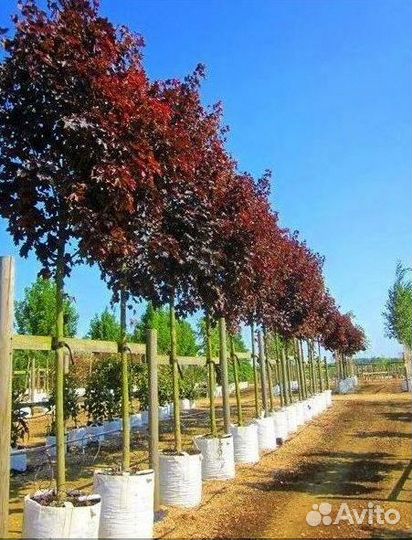 Лиственные на штамбе