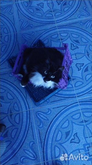 Отдам бесплатно кошку стерилизованную