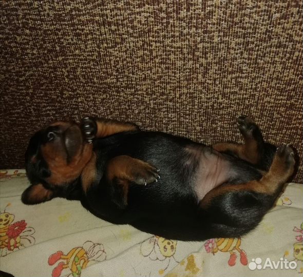 Щенки цвергпинчера