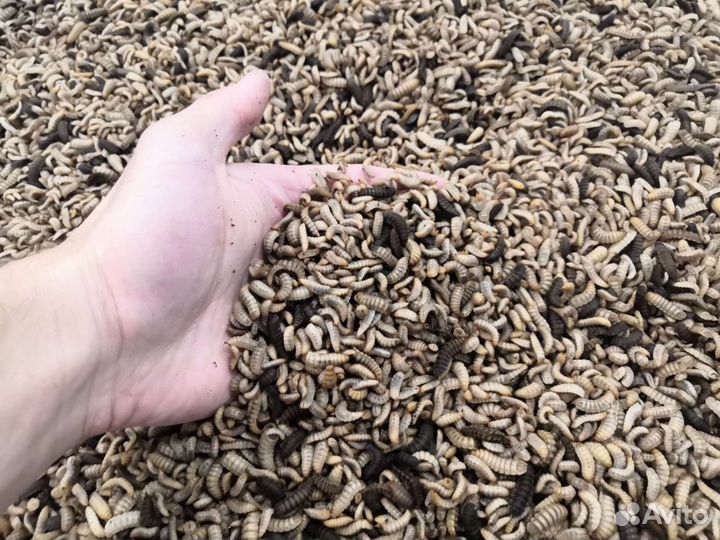 Личинка черной львинки