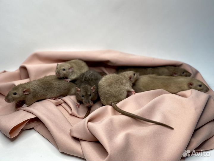 Крысята дамбо рекс
