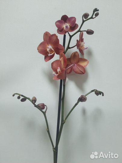 Орхидея Горизонт