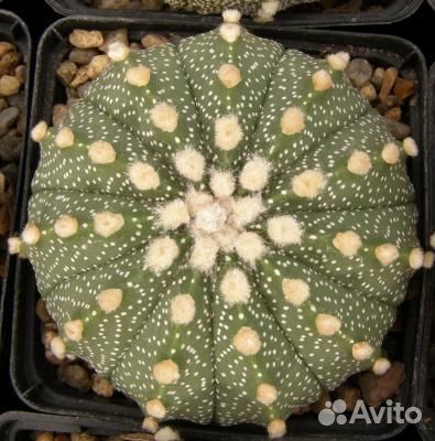 Семена Astrophytum myriostigma cv 'Onzuka' 15семян