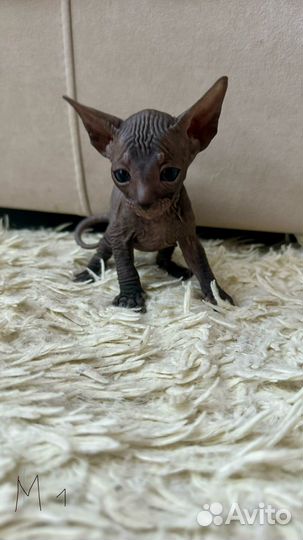 Малыши донской сфинкс