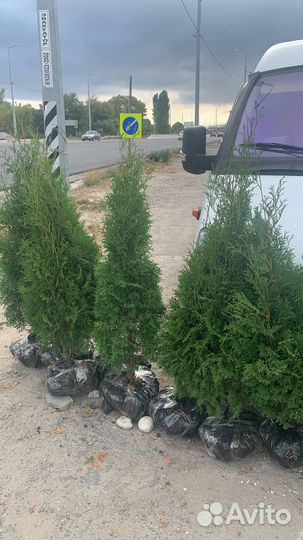 Туя смарагд колумна брабанд самшит буксус