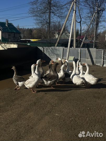 Живые гуси
