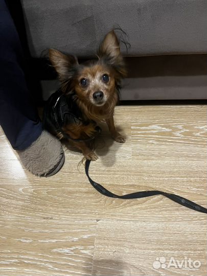 Собака на передержку