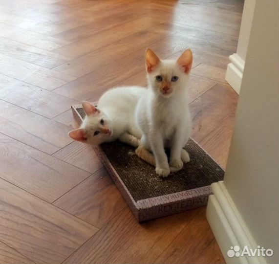 Мальчики в добрые руки