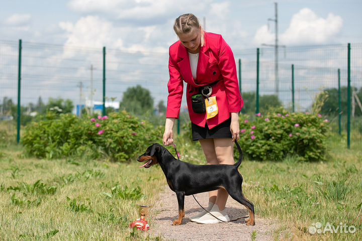 Хендлер. Подготовка и показ собак на выставке