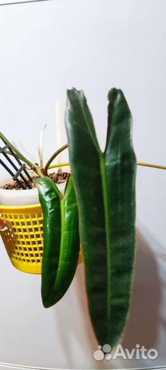 Филодендрон - Билли