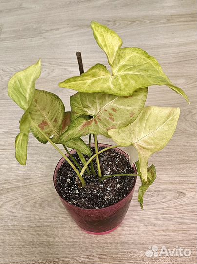 Сингониум Конфетти