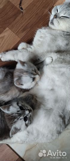 Британские котята