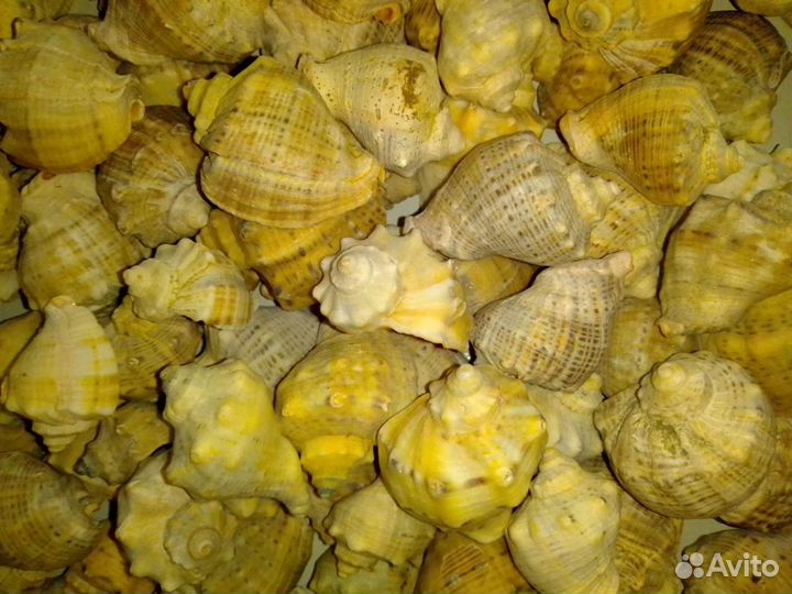 Ракушки: рапаны и скафарки