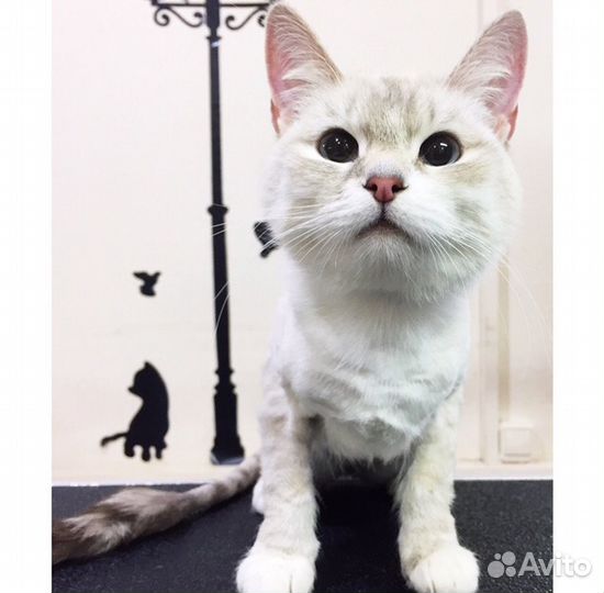 Груминг собакенов и кисуль