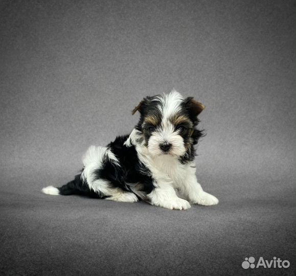 Бивер йорк, девочка мини