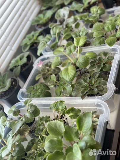 Выращивание комнатных растений