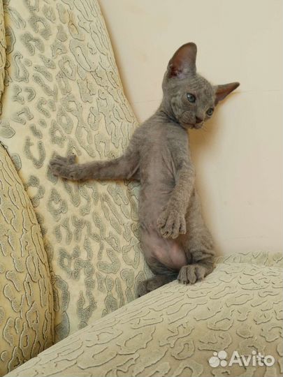 Донской сфинкс котята