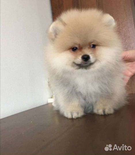 Померанский шпиц мини