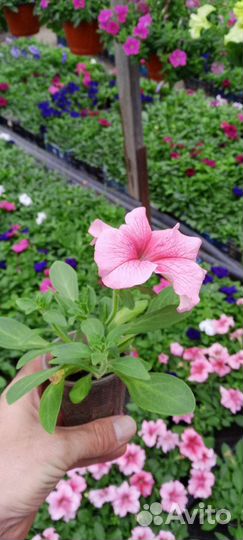 Цветы петуния