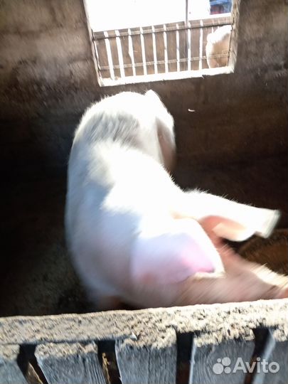 Домашняя свинья