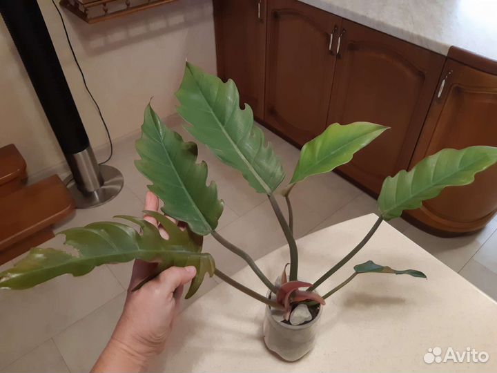 Филодендрон карамель марбл