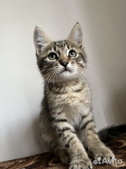 Котята (м/ж) в заботливые руки