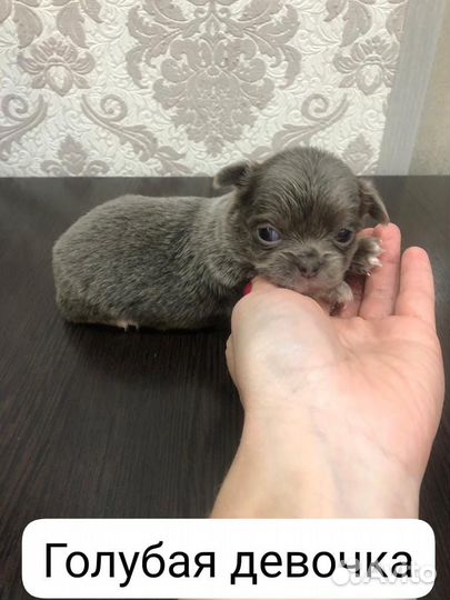 Чихуахуа